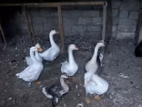 Geese — 1-сурет