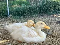 Pekin german — foto 1