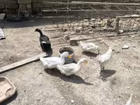 Ducks — புகைப்படம் 3