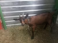بز ماده, Alpine goat — عکس 4
