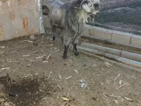 Kozel, Damask goat — foto 1