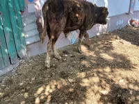 วัวตัวผู้, Simmental cattle — รูปภาพ 2