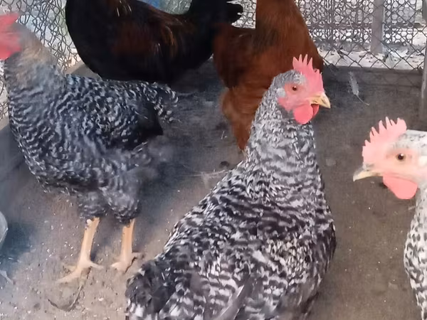 Chickens