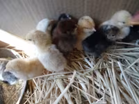 Chickens — акс 1