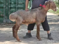 Kambing jantan, Arashan sheep — foto 5