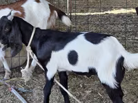 Koza, Nubian Goat — foto 1