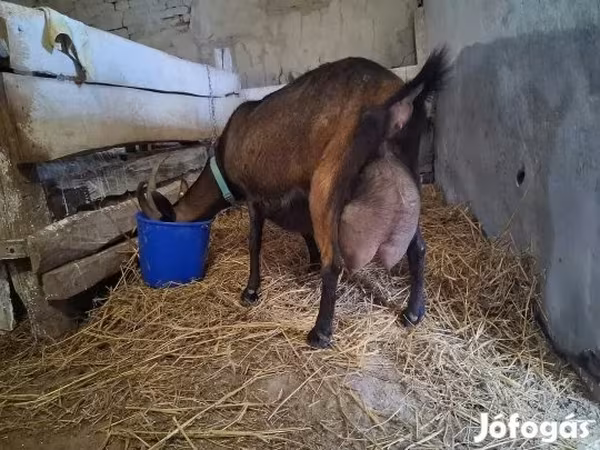 بز نر, Alpine goat