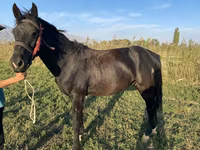 Kuda betina, Horses — foto 2