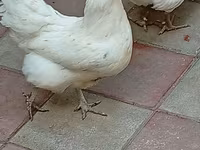 Australorp — sawirka 2