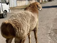 قوچ, Arashan sheep — عکس 4