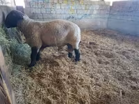 母羊, White Suffolk sheep — 照片 5
