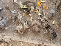 มัสโกวีพันธุ์บ้าน — รูปภาพ 3