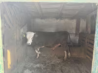 ষাঁড়, গরু — ছবি 7