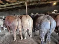 Banteng, Simmental cattle — foto 4