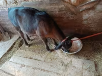 گائے, Swiss cattle — تصویر 6