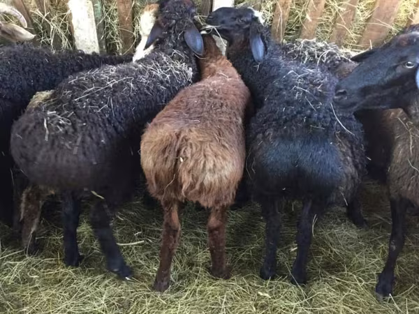 Domba jantan, Sheep