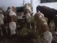 Bydło (partia, płeć nieokreślona), Simmental cattle — zdjęcie 3