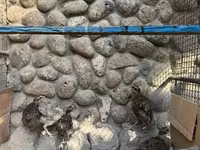 Guinea fowl — புகைப்படம் 7