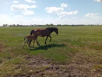 ม้าตัวเมีย, Kinsky horse — รูปภาพ 6