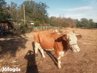 Lo’, Simmental cattle — sawirka 4