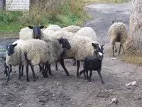 Får, Romanov sheep — foto 7
