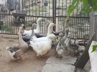Geese — акс 3