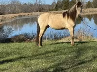 Faras, Rocky Mountain Horse — sawirka 2