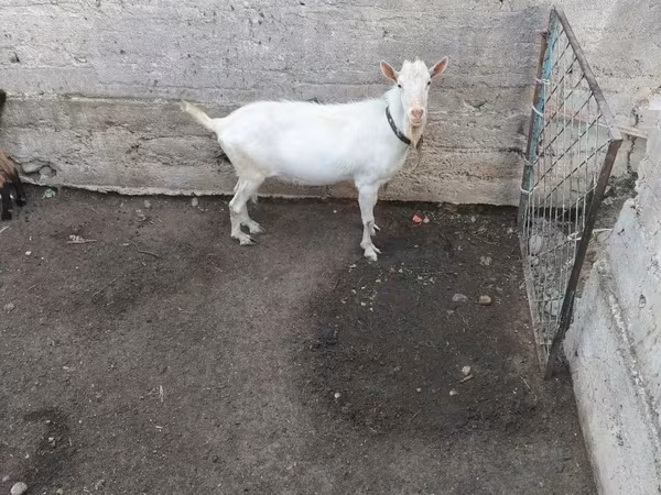 Ri’ lab, Saanen goat