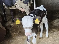 Үнээ, Russian Black pied cattle — 3 зураг