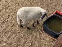 قوچ, Tsigai sheep — عکس 5