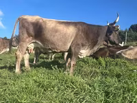 Krava, Simmental cattle — fotografija 2