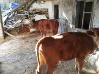 Lembu betina, Cattle — foto 6
