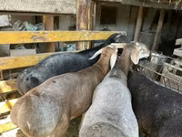 Montone, Rhon sheep — foto 6