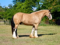 Cal, Gypsy horse — foto 8