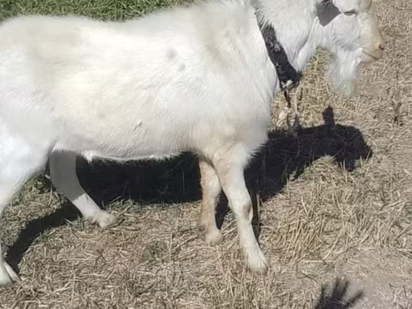 Ziegenbock, Saanen goat