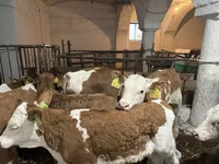 گاو نر, Simmental cattle — عکس 4