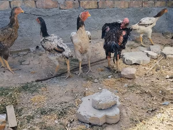 Ayam Cemani
