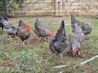 Chickens — акс 4