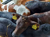 Bydło (partia, płeć nieokreślona), Simmental cattle — zdjęcie 5