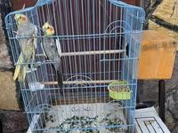 Nimfa (Cockatiel) cütlüyü + qəfəs - Növ: Nimfa papağanı (Cockatiel) — عکس 1