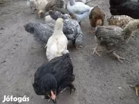 Chickens — foto 1
