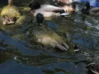 Ducks — fotografija 6