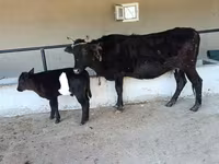 Կով, Խոշոր եղջերավոր — լուսանկար 2