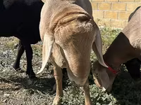 Beran, Arashan sheep — foto 2