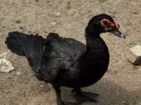 Ducks — fotografija 1