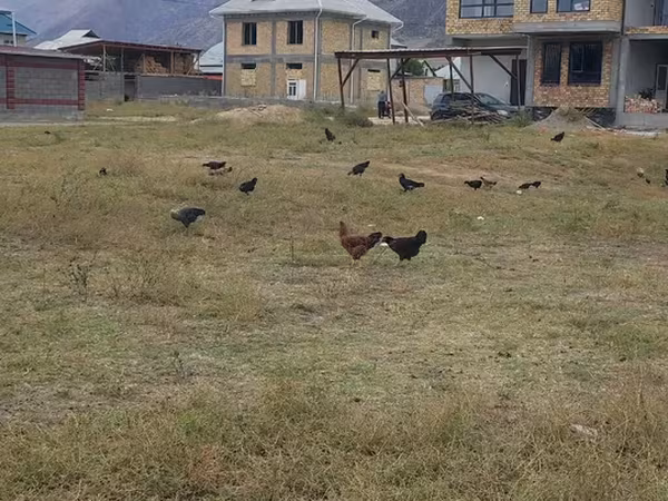 Chickens