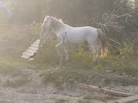 Koń, Azerbaijan horse — zdjęcie 2