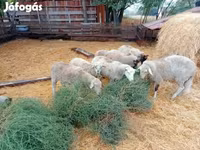 Խոյ, Ոչխարներ — լուսանկար 5