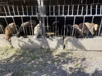 भेड़, भेड़ — फ़ोटो 2