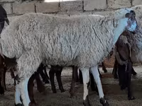 گوسفند (گروه، جنسیت مشخص نشده), گوسفند — عکس 5